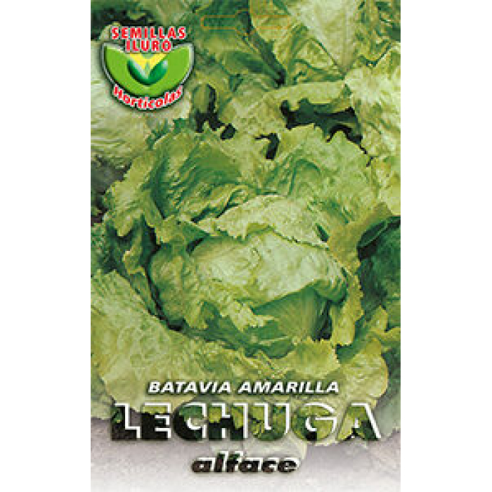LECHUGA BATAVIA AMARILLA