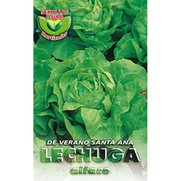 LECHUGA DE VERANO SANTA ANA