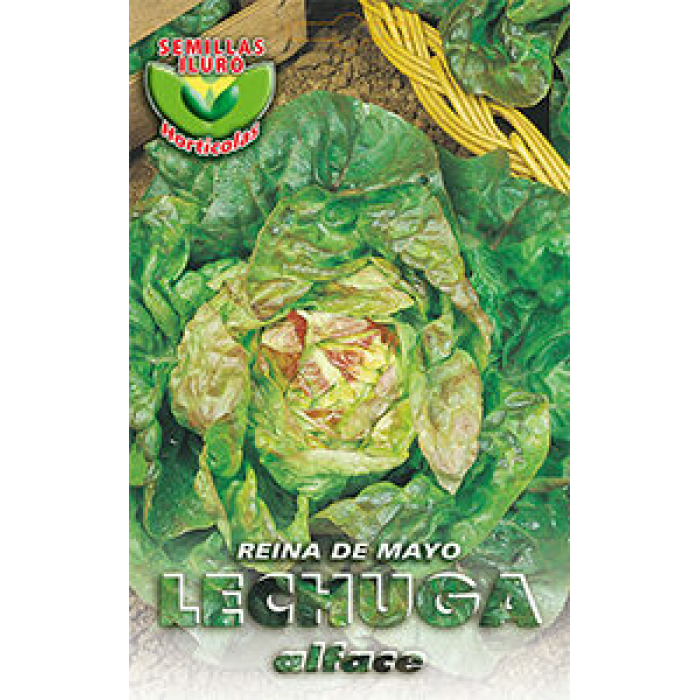 LECHUGA REINA DE MAYO