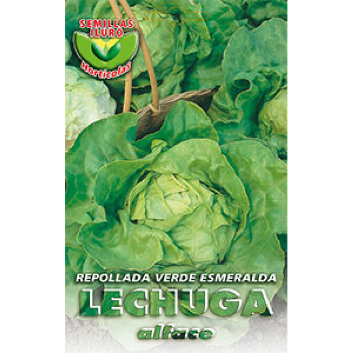 LECHUGA ARREPOLLADA VERDE ESMERALDA