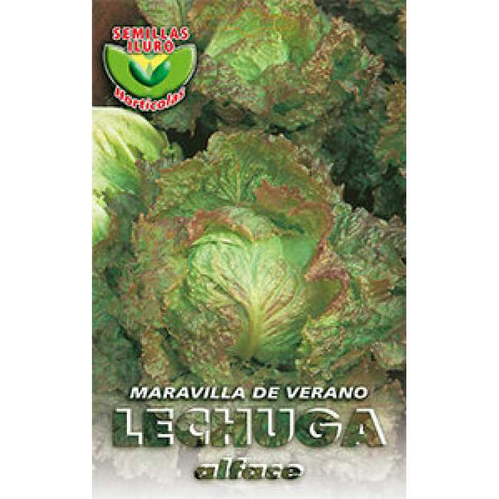 LECHUGA MARAVILLA DE VERANO