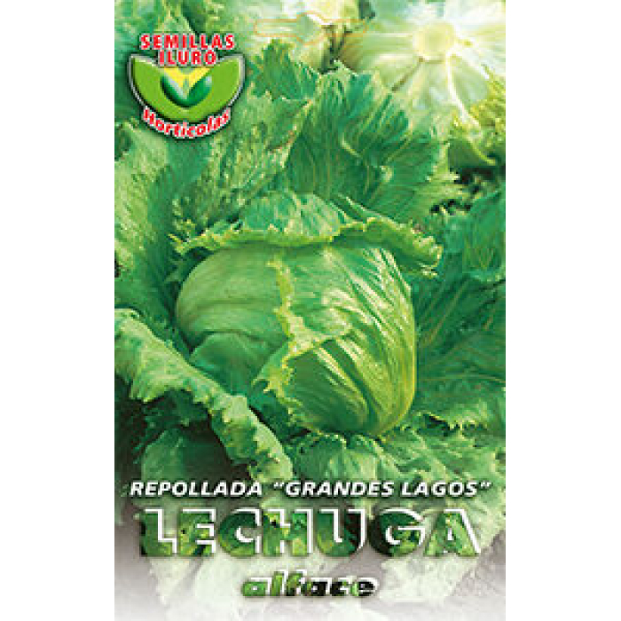 LECHUGA ARREPOLLADA GRANDES LAGOS