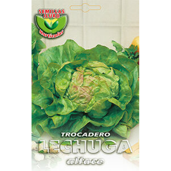 LECHUGA TROCADERO
