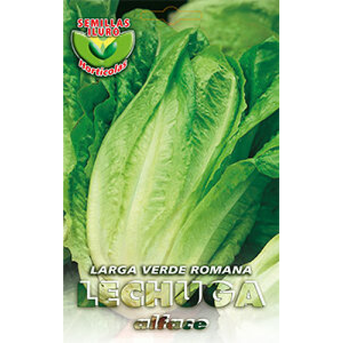 LECHUGA LARGA VERDE ROMANA