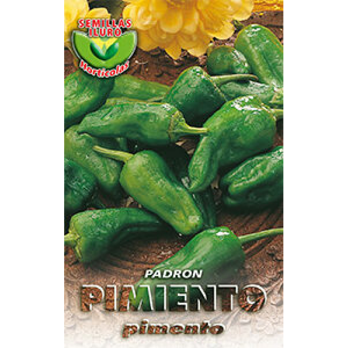 PIMIENTO DE PADRÓN