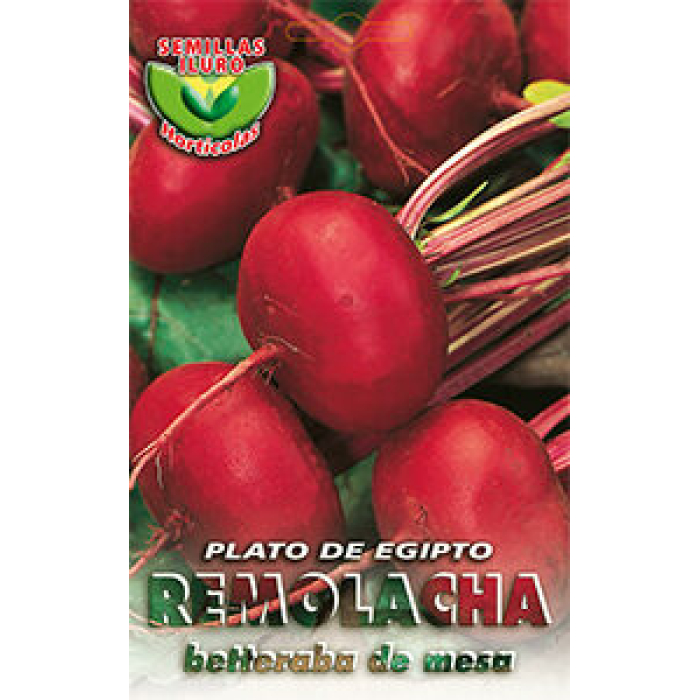 REMOLACHA PLANA DE EGIPTO