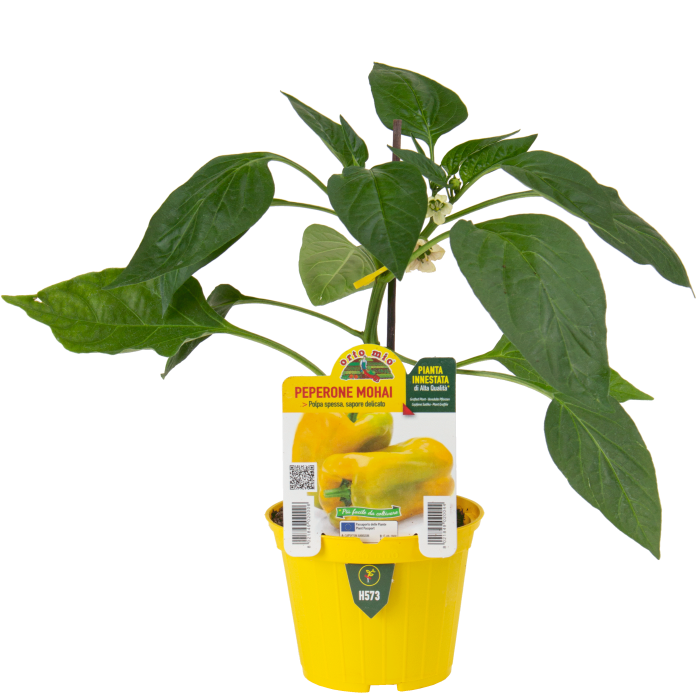 PIMIENTO CUADRADO AMARILLO var. MOHAY F1