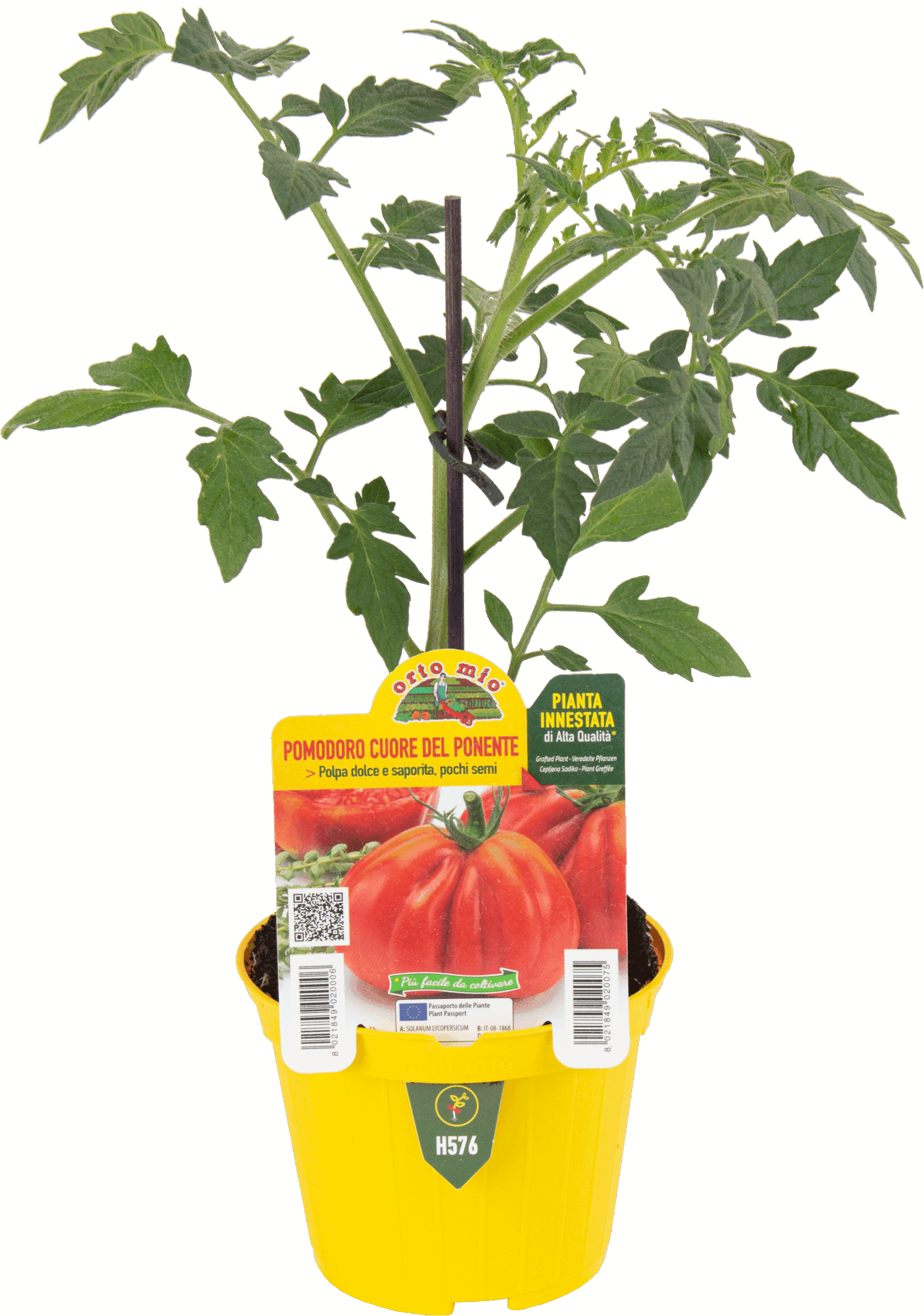 TOMATE CORAZÓN LIGURE PONENTE var. MI CORAZÓN F1