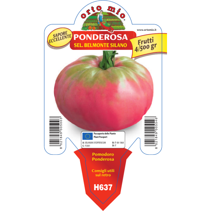 TOMATE BELMONTE SILANO var. PONDEROSA