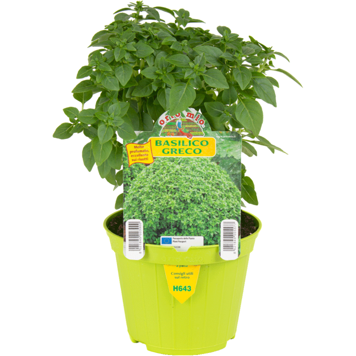 ALBAHACA var. GRECO A PALLA