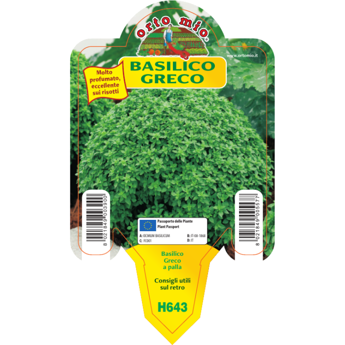 ALBAHACA var. GRECO A PALLA - Imagen 2