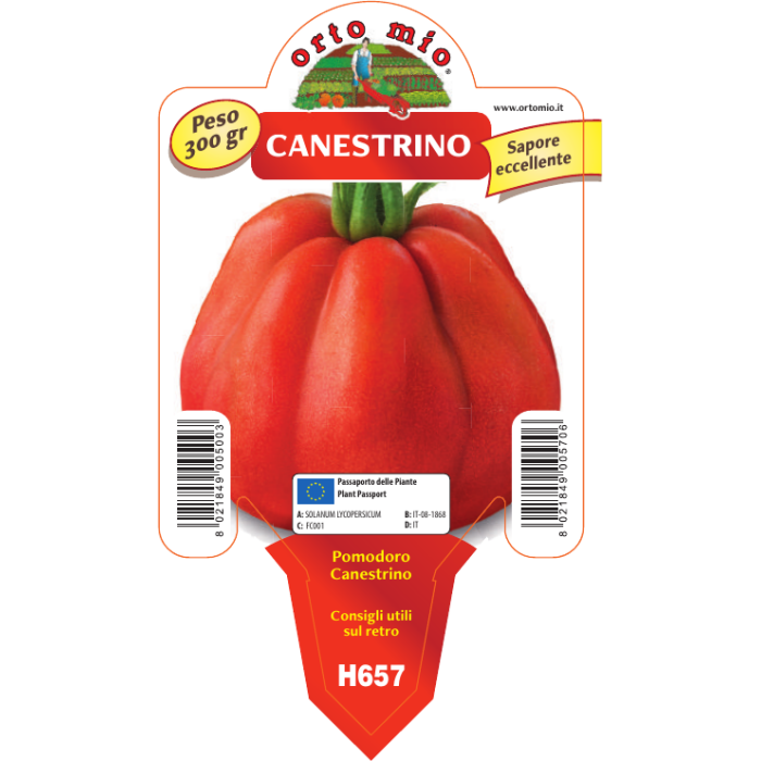 TOMATE CANESTRINO DE LUCCA var.SB022 F1