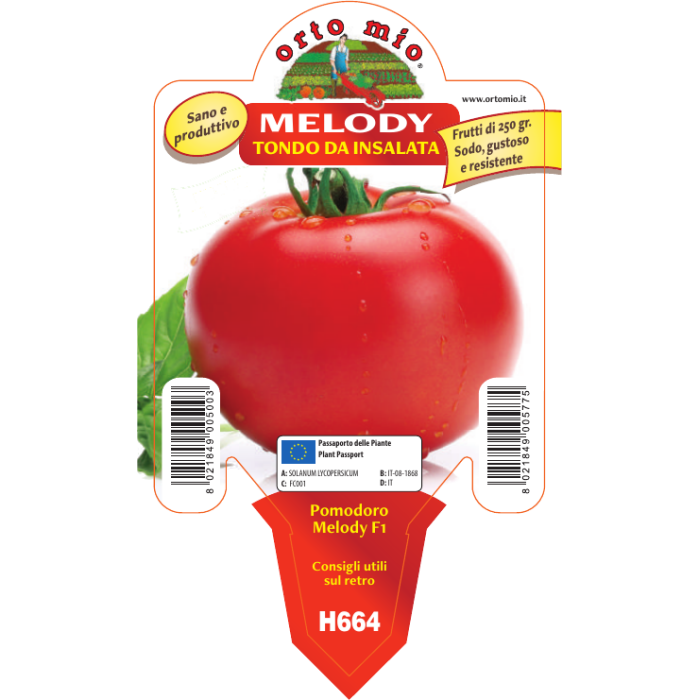 TOMATE REDONDO DE ENSALADA var. MCALIFFO F1 (Ex Melody)