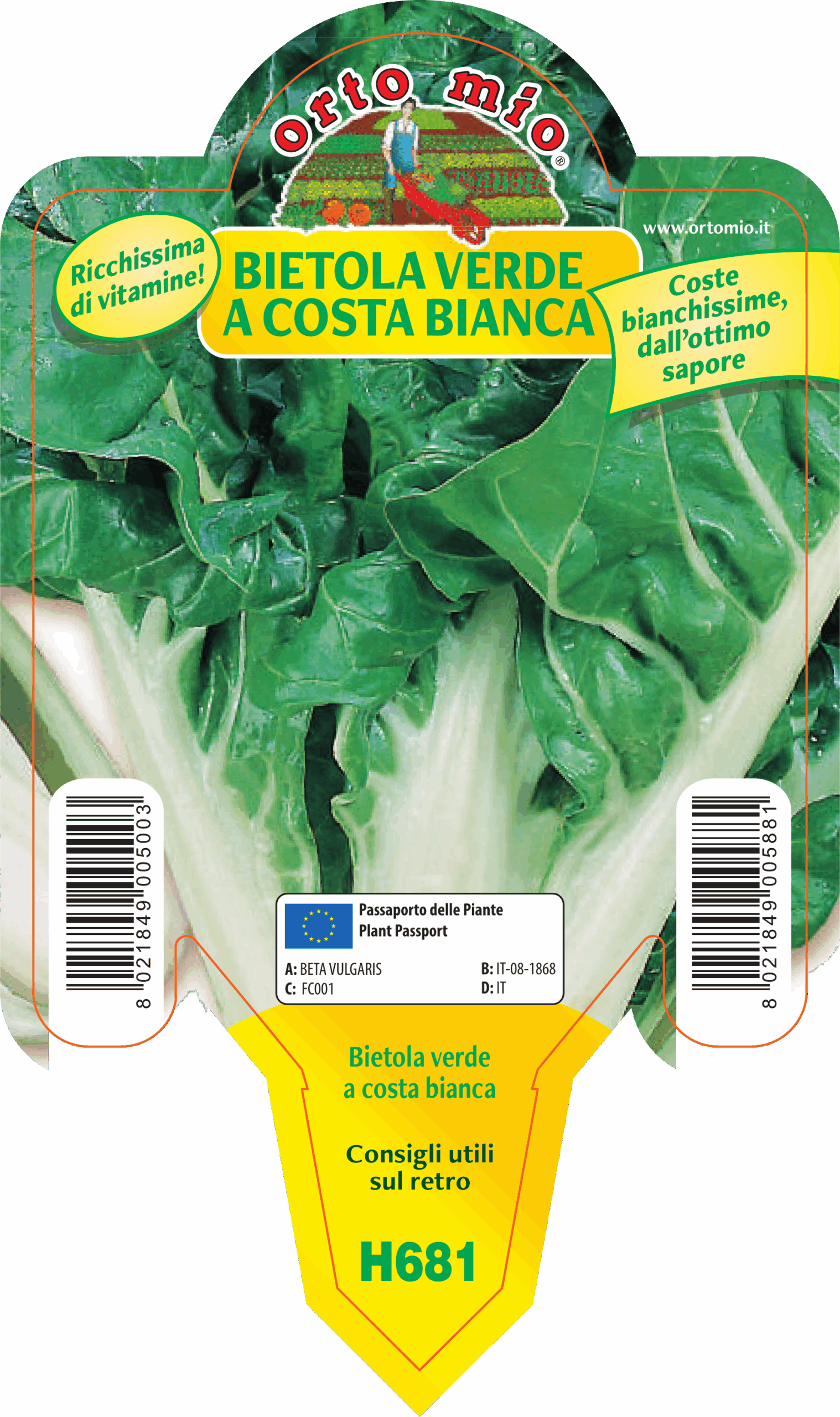ACELGA VERDE A COSTA BIANCA var. LUSIANA