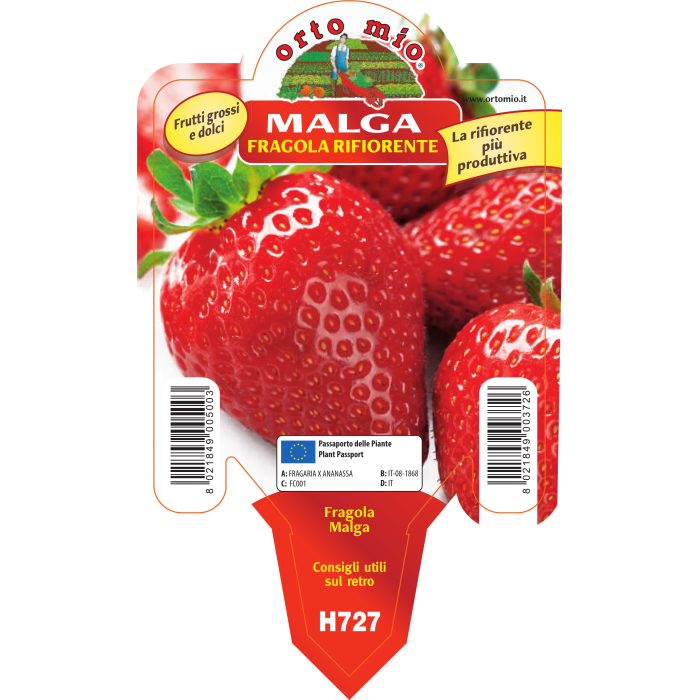 FRESA REFLORECIENTE var. MALGA