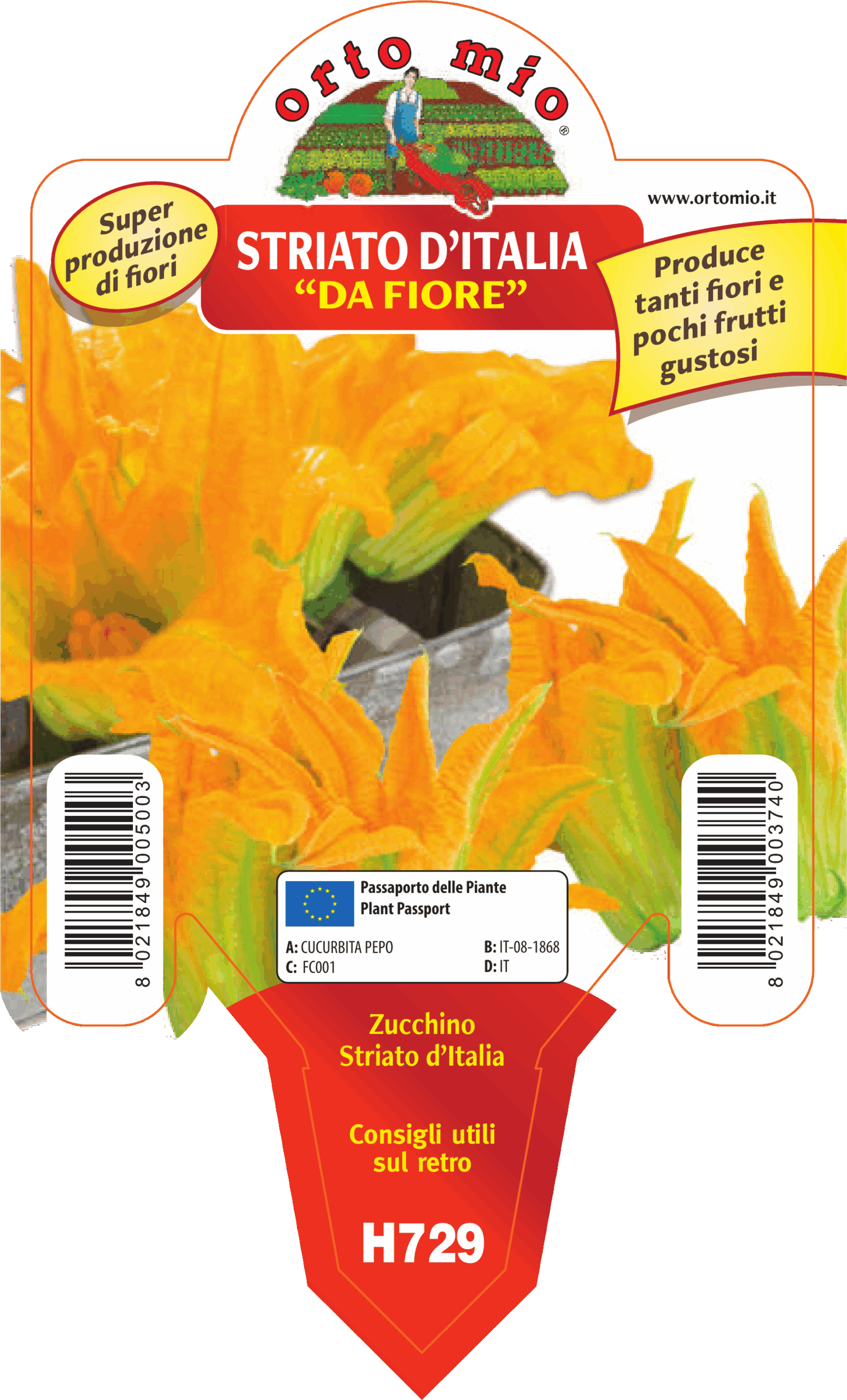 CALABACÍN DE FLOR var. ESTRIADO DE ITALIA F1