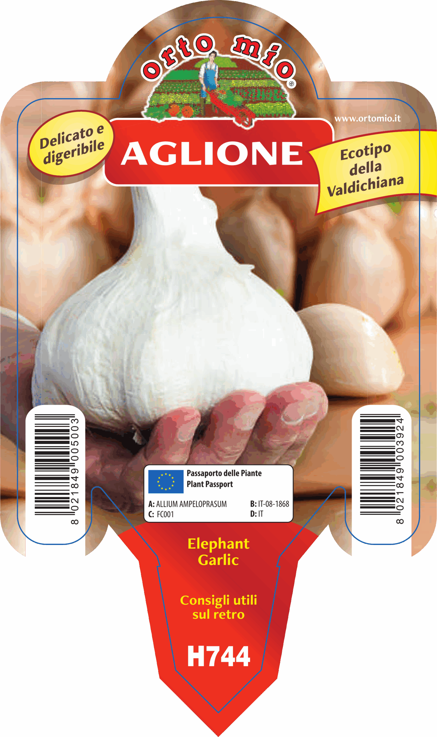 AJO GIGANTE var. ELEPHANT GARLIC (ECOTIPO AJO DE VALDICHIANA) - Imagen 2