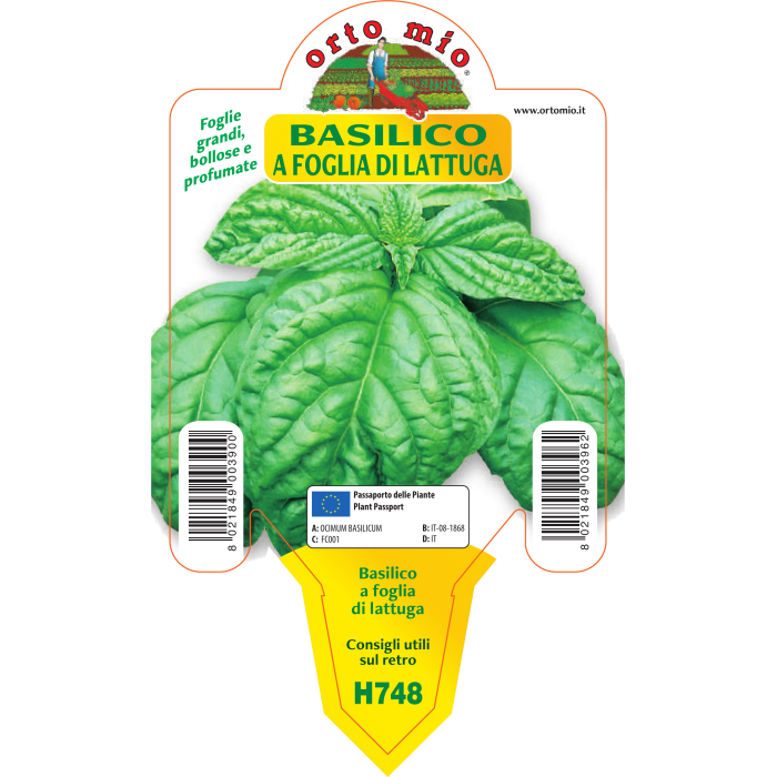 ALBAHACA HOJA DE LECHUGA (NAPOLETANO)