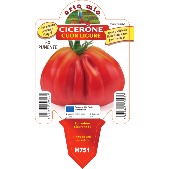 TOMATE CORAZON LIGURE var. CICERONE F1 (Ex Punente)