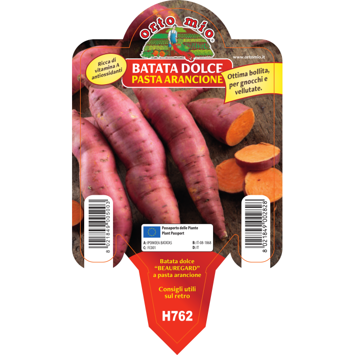 BATATA DULCE AMERICANA MIX EN 3 COLORES