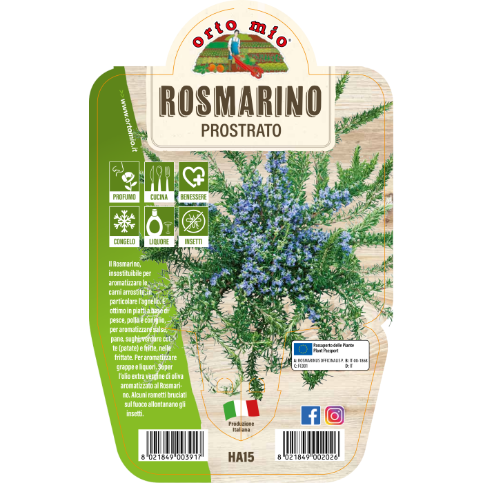 AROMÁTICA ROMERO RASTRERO
