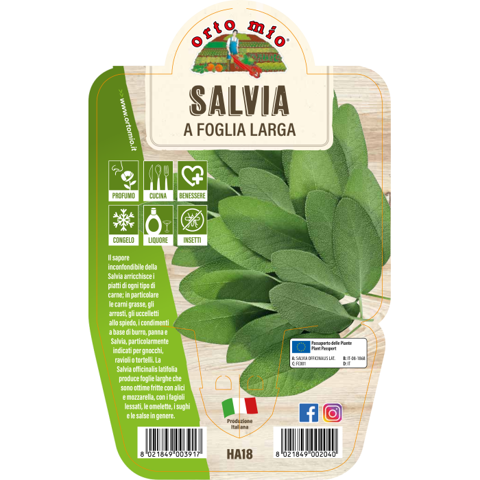 AROMÁTICA SALVIA HOJA LARGA