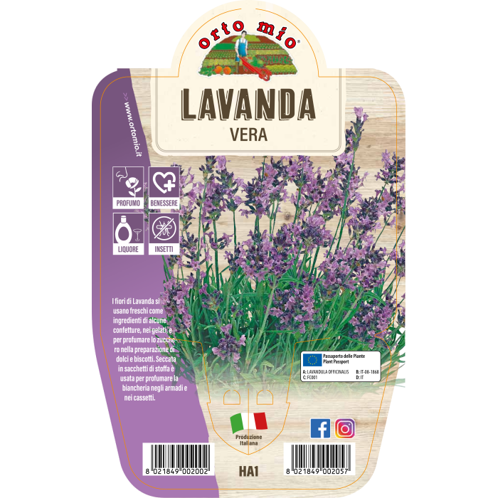 AROMÁTICA LAVANDA VERA