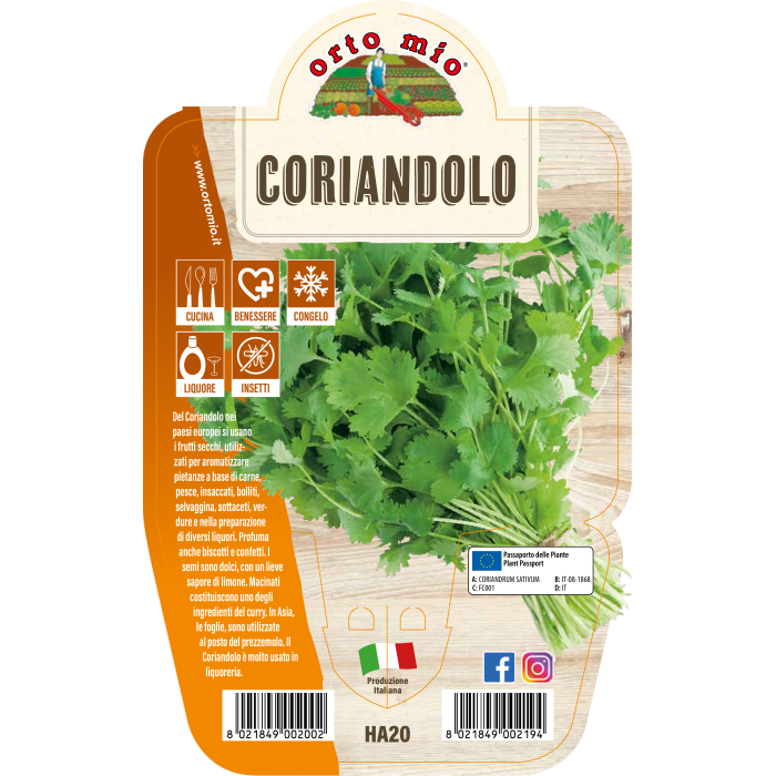 AROMÁTICA CILANTRO