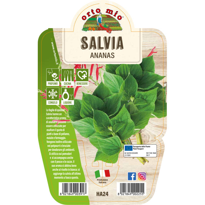AROMÁTICA SALVIA ANANAS