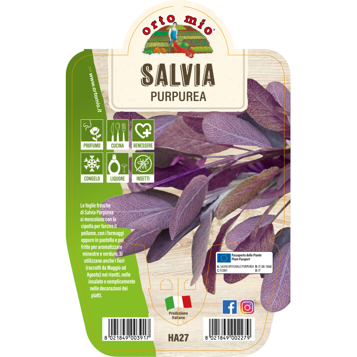 AROMÁTICA SALVIA PURPURA