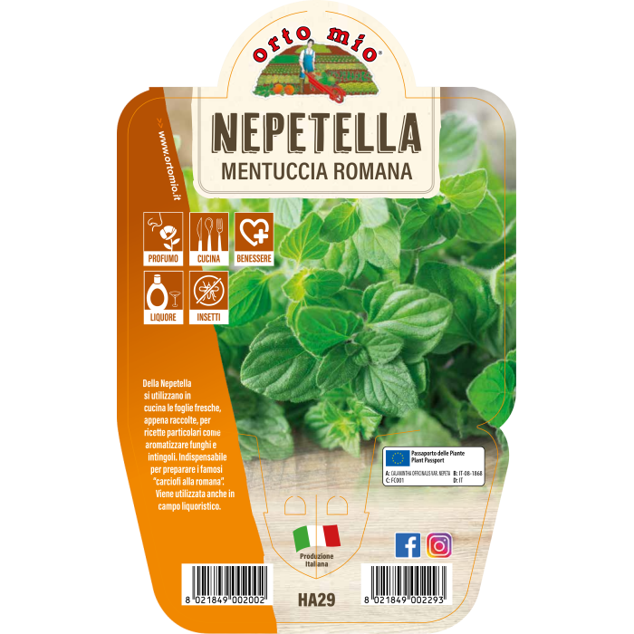 AROMÁTICA AJEDREA ROMANA