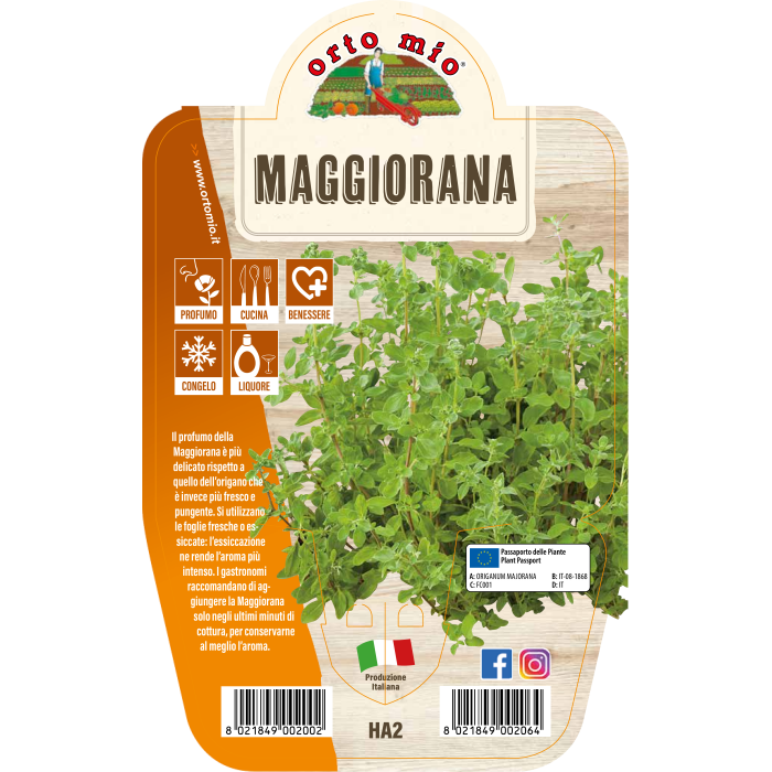 AROMÁTICA MEJORANA