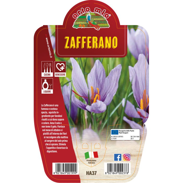 AROMÁTICA AZAFRÁN