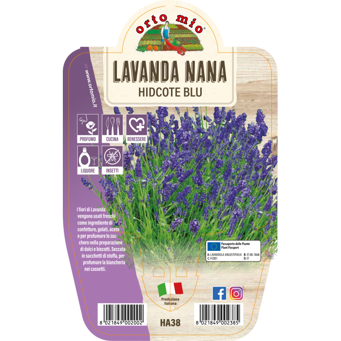 AROMÁTICA LAVANDA ENANA AZUL