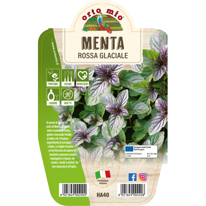 AROMÁTICA MENTA ROJA GLACIAL