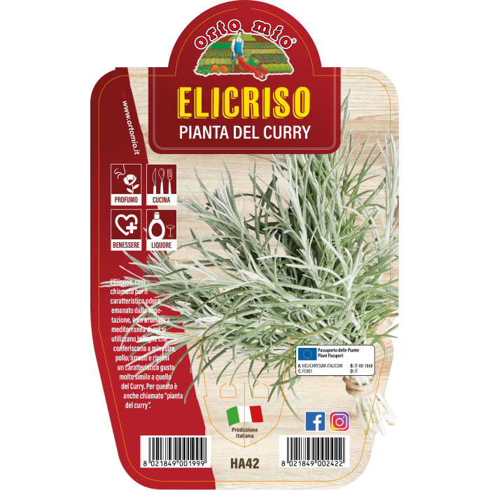 AROMÁTICA ELICRISO O PLANTA DEL CURRY