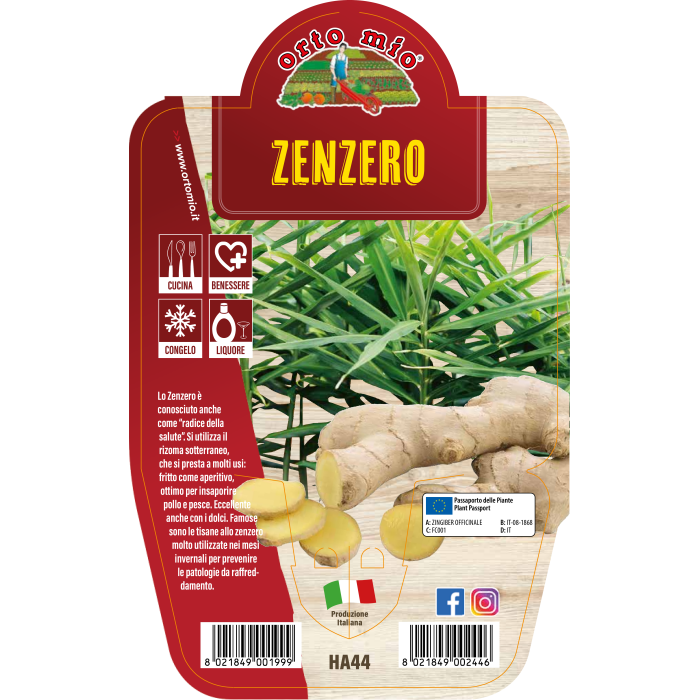 AROMÁTICA JENGIBRE O GINGER