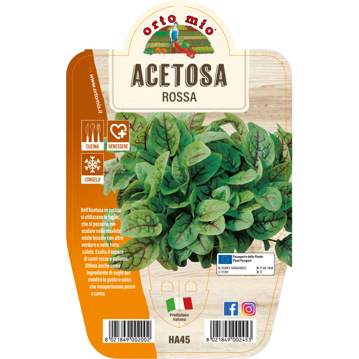 AROMÁTICA ACEDERA ROJA