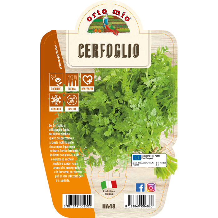 AROMÁTICA PERIFOLLO