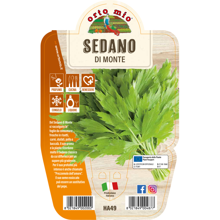 AROMÁTICA APIO DE MONTE (LEVISTICO OFFICINALE)