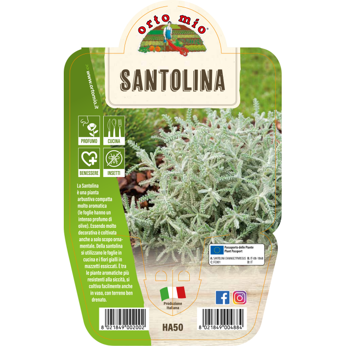 AROMÁTICA SANTOLINA