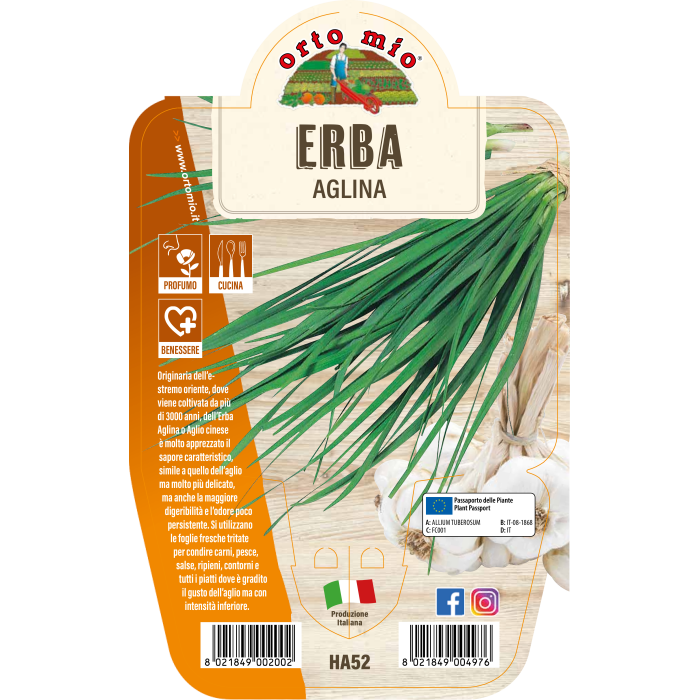 AROMÁTICA CEBOLLINO CHINO