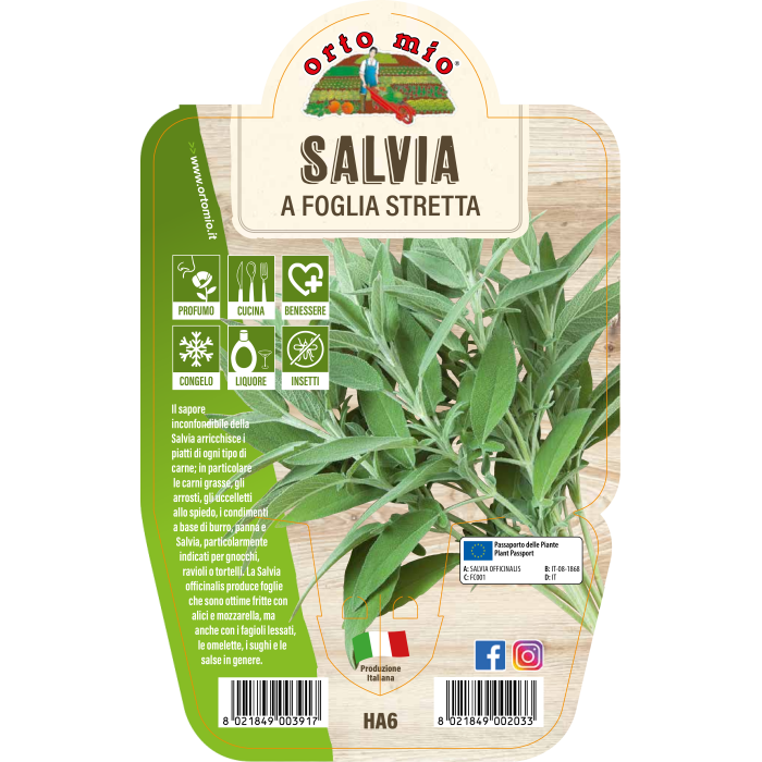 AROMÁTICA SALVIA HOJA ESTRECHA