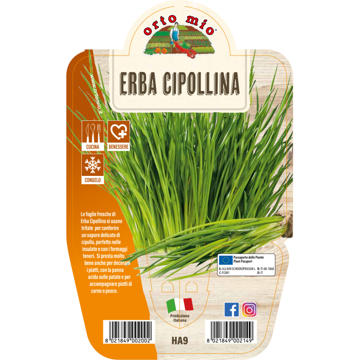 AROMÁTICA CEBOLLINO