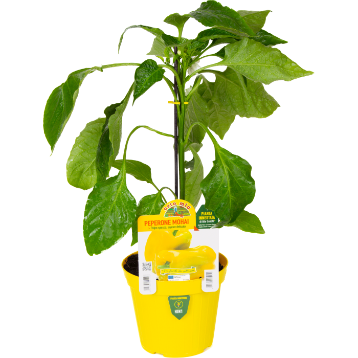 PIMIENTO CUADADO AMARILLO var. MOHAY F1
