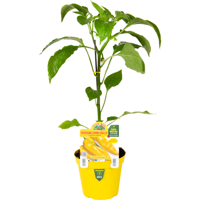 PIMIENTO CUERNO AMARILLO var. ISIDE F1