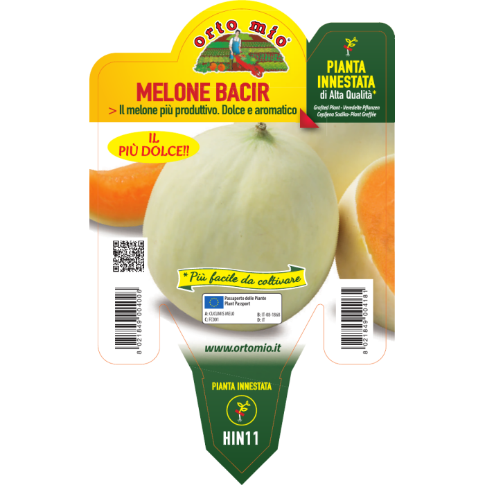 MELON LISO DULCE var. BACIR F1