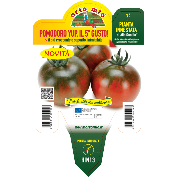TOMATE QUINTO GUSTO var. YUP F1 (tipo Camone) - Imagen 2