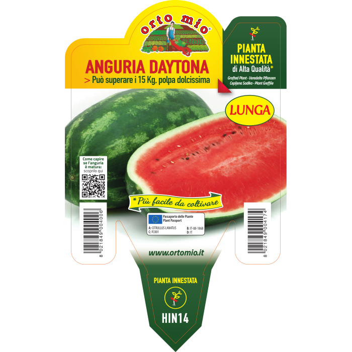 SANDIA LARGA CRIMSON var. DAYTONA F1