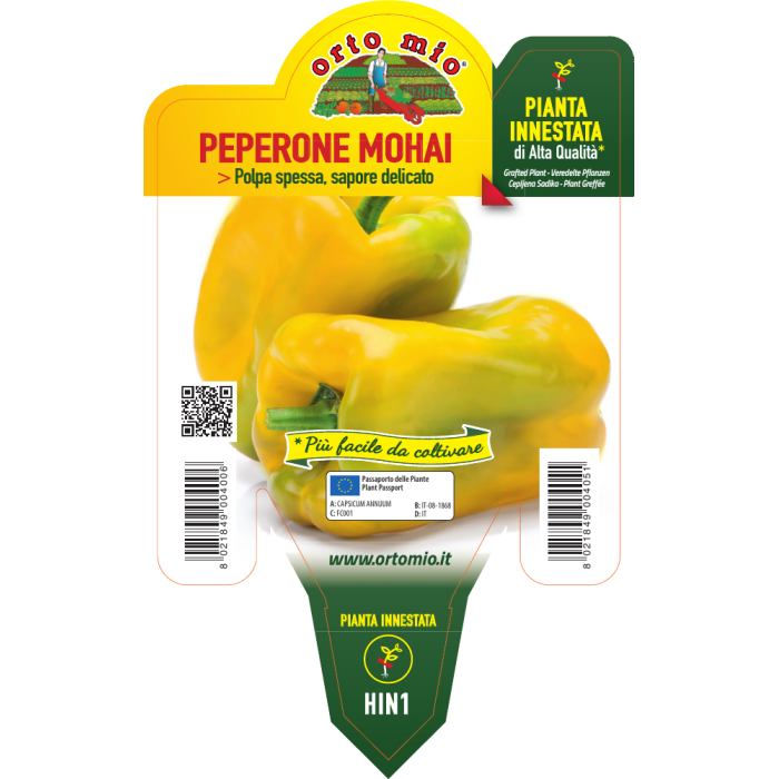 PIMIENTO CUADADO AMARILLO var. MOHAY F1 - Imagen 2